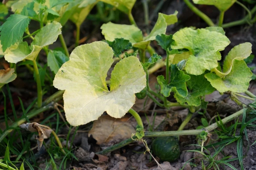 Here are 16 keywords for the Moterra Farms post: --- Nitrogen Deficiency Bulawayo, Organic Compost Bulawayo, Organic Compost Zimbabwe, Fix Nitrogen Deficiency Zimbabwe, Soil Nitrogen Deficiency Zimbabwe, Organic Compost For Farming Zimbabwe, Bulawayo Soil Problems, Nitrogen Deficiency In Crops Zimbabwe, Organic Fertiliser Bulawayo, Compost Supplier Bulawayo, Soil Amendment Zimbabwe, Organic Farming Zimbabwe, Improve Soil Fertility Bulawayo, Natural Fertiliser Zimbabwe, Compost For Maize Zimbabwe, Soil Health Bulawayo